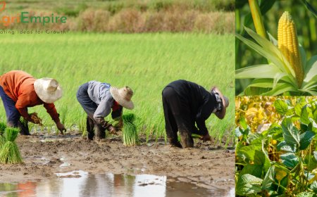 Kharif 2025: Expansion in Rice & Maize, Decline in Soybean & Cotton