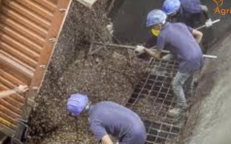 Global Spotlight: Indian Cashew Nuts Power Danish Shipping Industry – South Africa Context