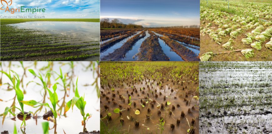 Heavy August Rains in Maharashtra Disrupt Agriculture