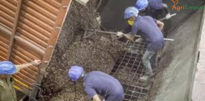 Global Spotlight: Indian Cashew Nuts Power Danish Shipping Industry – South Africa Context