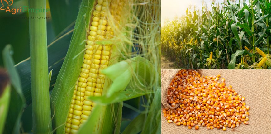 South Africa’s Maize Harvest Surges to 15.8 Million Metrics Tons, Marking 23% Recovery in 2025