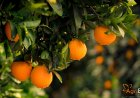 2-Year Extension Granted for Modern Orange Processing Centres in Vidarbha