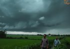 Arni Harvest Devastated: Unseasonal Rains and Hail Flatten Standing Wheat Crops in Yavatmal; Farmers Demand Immediate Survey