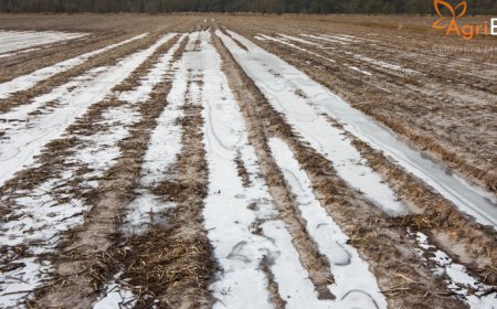 Rain Spoils Half of Stored Onions in Pune’s Junnar & Shirur, Farmers Suffer Heavy Losses