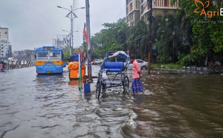 Maharashtra Forecast: Above-Normal Rainfall Expected in September Amid Active Monsoon Conditions