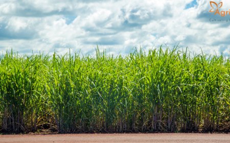 India Green-Lights Ethanol from Sugarcane Juice, Syrup & Molasses for 2025–26