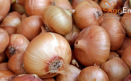 Heavy Rains Devastate Kharif Onion Cultivation in Nashik; Sowing Area Slashed Nearly 50%