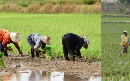 Maharashtra District Achieves 100% Kharif Sowing for Consecutive Year
