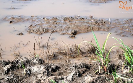 Heavy Rains Cause Crop Loss Across 56,000 Hectares in Belagavi