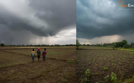 Rain Brings Relief to Vidarbha Farmers During Ganesh Festival