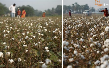 Area Under Cotton Cultivation Expands in Pune District – Daund Taluka Leads Growth