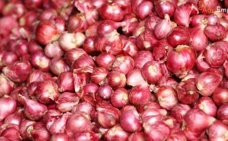 Onion Buffer Stock Losses Hit Farmers in Nashik – Bhujbal Urges Review