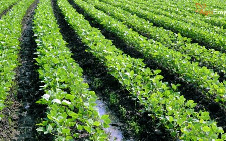 Marathwada Farmers Face Ruin as Torrential Rains Destroy Standing Crops