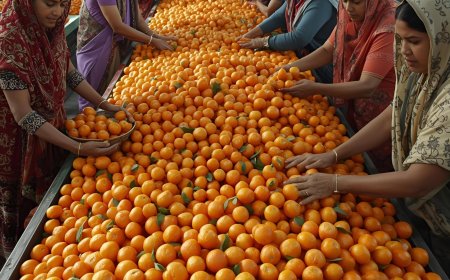 Maharashtra Launches Agriculture Export Policy to Boost Farmer Income and Global Market Access