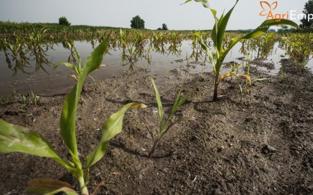 Rain Damages Crops Spread Over 41 Lakh Acres in 29 Maharashtra Districts — Minister Promises Assistance