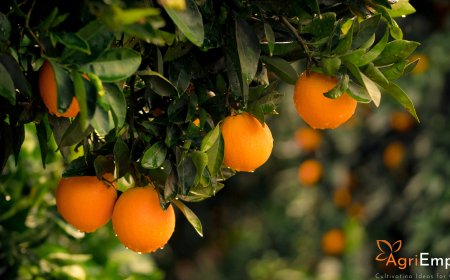 2-Year Extension Granted for Modern Orange Processing Centres in Vidarbha