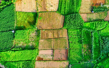 Over 17.85 Lakh Hectares of Farmland Damaged by Rain: Maharashtra Agriculture Minister