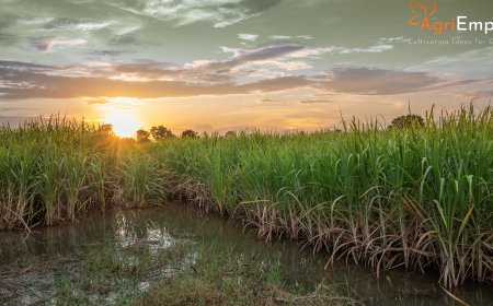 Declare Wet Drought in Pune, Waive Loans of Affected Farmers – Supriya Sule