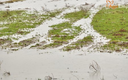 Nashik Heavy Rain: Girish Mahajan Promises Govt Aid for Affected Farmers