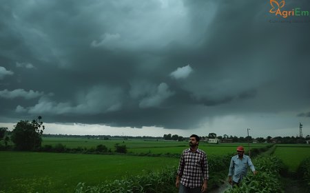 Arni Harvest Devastated: Unseasonal Rains and Hail Flatten Standing Wheat Crops in Yavatmal; Farmers Demand Immediate Survey