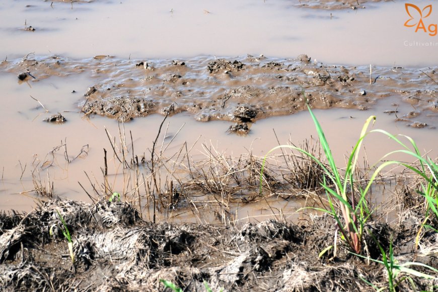 Agriempire - Heavy Rains Cause Crop Loss Across 56,000 Hectares in Belagavi