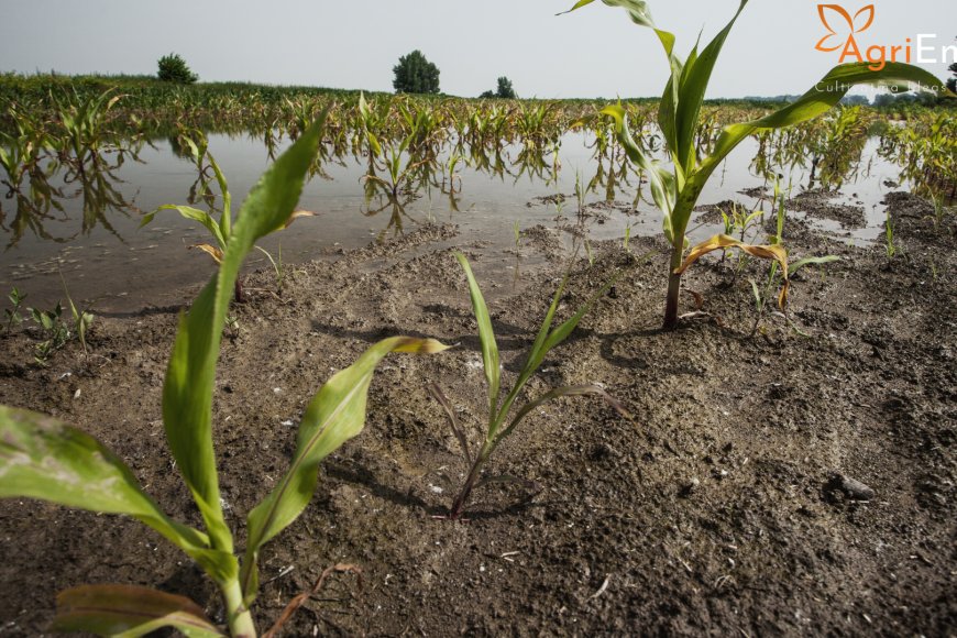 Agriempire - Rain Damages Crops Spread Over 41 Lakh Acres in 29 ...