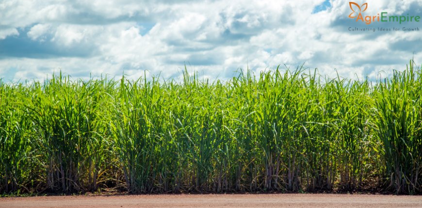 India Green-Lights Ethanol from Sugarcane Juice, Syrup & Molasses for 2025–26