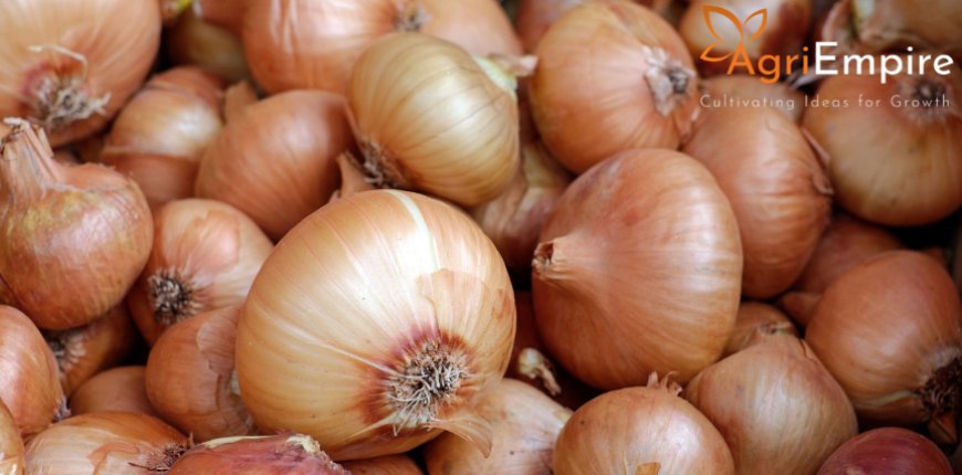 नाशिकमध्ये भरधाव पावसामुळे खरीप कांद्याच्या पिकावर मोठा परिणाम, लागवड क्षेत्रात तब्बल 50% घसरण