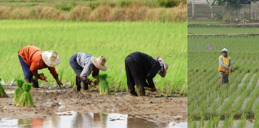 Maharashtra District Achieves 100% Kharif Sowing for Consecutive Year