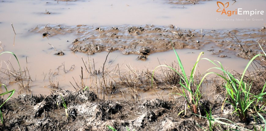 Heavy Rains Cause Crop Loss Across 56,000 Hectares in Belagavi