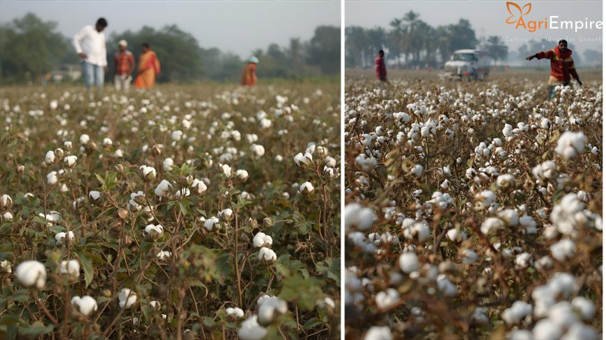 Area Under Cotton Cultivation Expands in Pune District – Daund Taluka Leads Growth