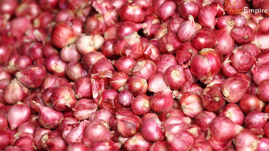 Onion Buffer Stock Losses Hit Farmers in Nashik – Bhujbal Urges Review