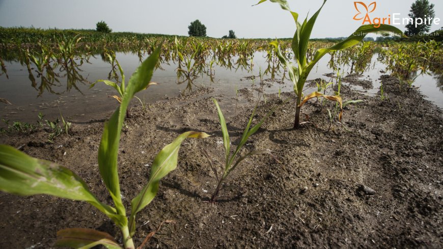 Rain Damages Crops Spread Over 41 Lakh Acres in 29 Maharashtra Districts — Minister Promises Assistance