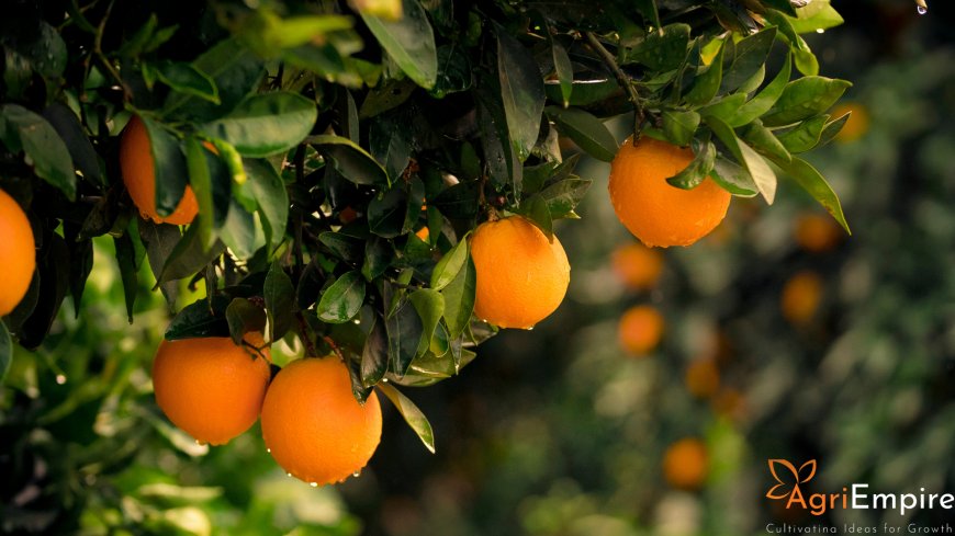 2-Year Extension Granted for Modern Orange Processing Centres in Vidarbha