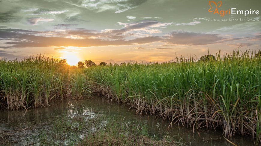 Declare Wet Drought in Pune, Waive Loans of Affected Farmers – Supriya Sule