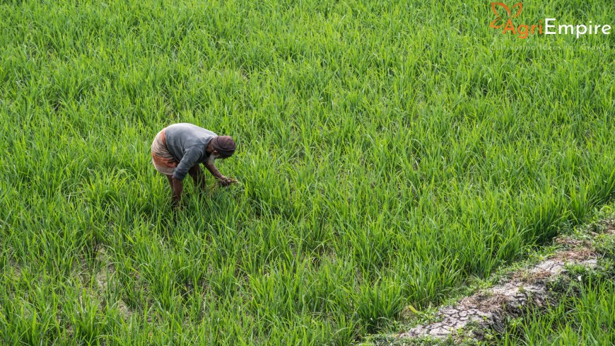 Revised GR Will Reduce Farmers’ Compensation by 40%, Say Activists
