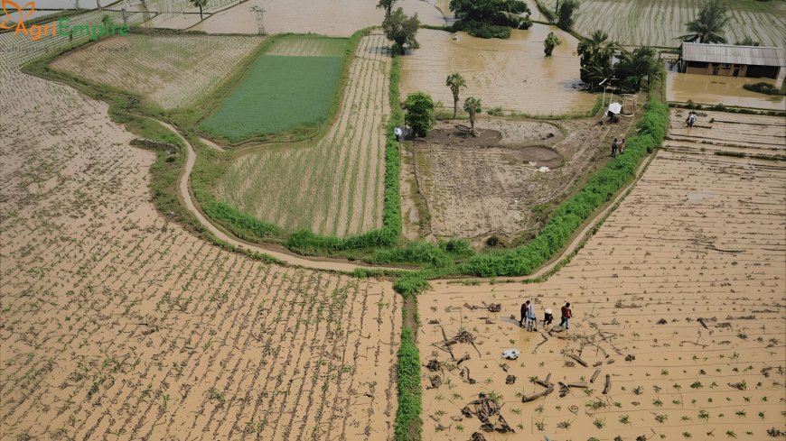 Solapur District Seeks ₹393 Crore Aid After Natural Disasters