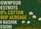 भारी वर्षा से नाशिक क्षेत्र में 30% कपास की फसल तबाह; किसान परेशान