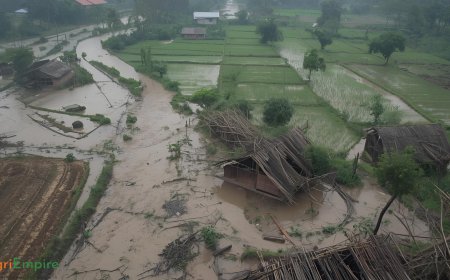 Farmers Back Home in Marathwada Suffer Crop Ruin Due to Rain & Flood