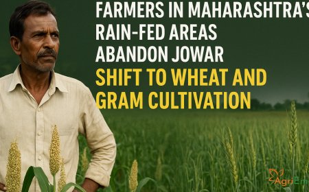 Farmers in Maharashtra’s Rain-fed Areas Abandon Jowar, Shift to Wheat and Gram Cultivation