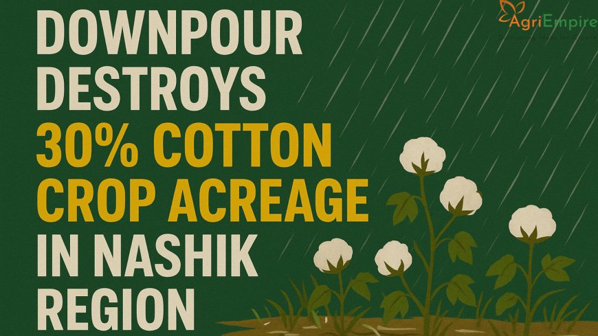 Downpour Destroys 30% Cotton Crop Acreage in Nashik Region
