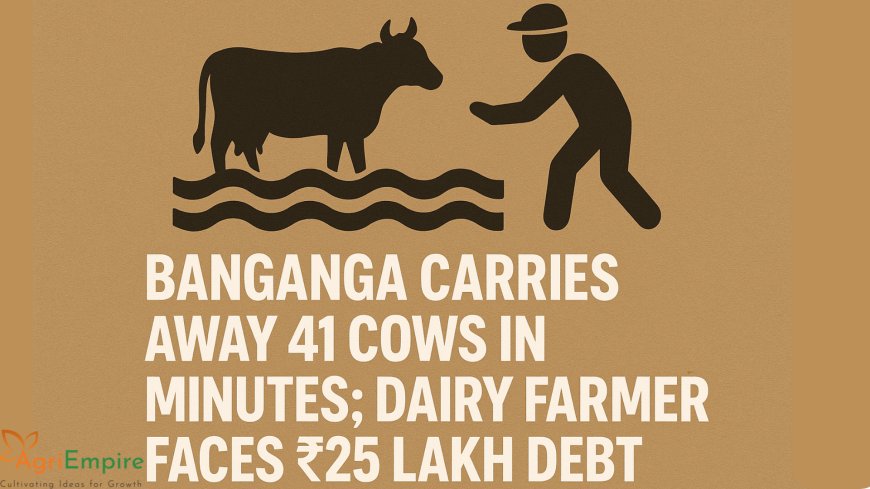 Banganga Carries Away 41 Cows in Minutes; Dairy Farmer Faces ₹25 Lakh Debt