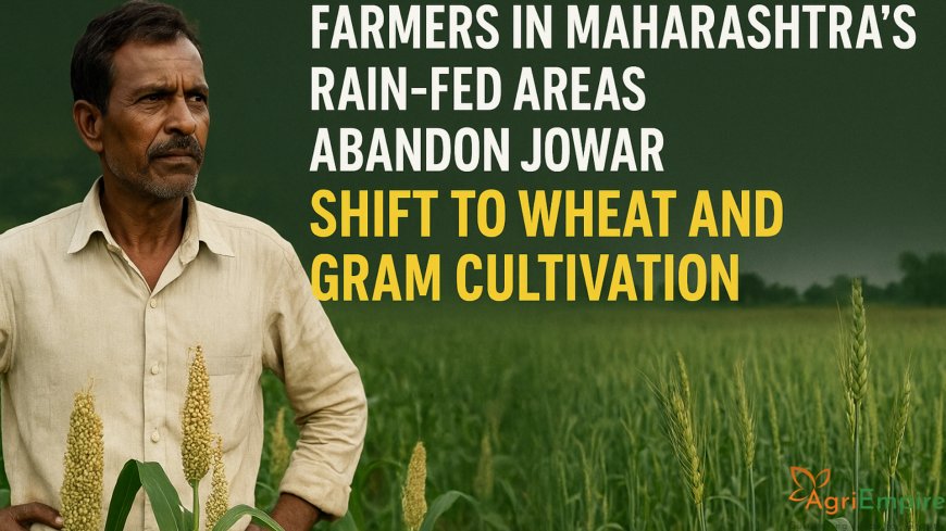 Farmers in Maharashtra’s Rain-fed Areas Abandon Jowar, Shift to Wheat and Gram Cultivation