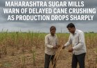 Maharashtra Sugar Mills Warn of Delayed Cane Crushing as Production Drops Sharply