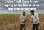 उत्पादन में भारी गिरावट के कारण महाराष्ट्र की चीनी मिलों ने गन्ने की पेराई में देरी की चेतावनी दी