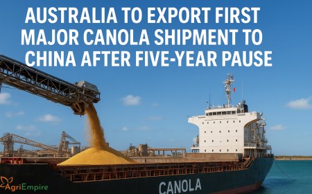 Australia to Export First Major Canola Shipment to China After Five-Year Pause