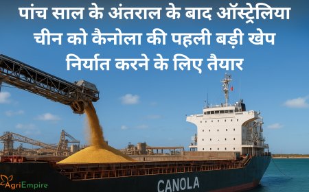पांच साल के अंतराल के बाद ऑस्ट्रेलिया चीन को कैनोला की पहली बड़ी खेप निर्यात करने के लिए तैयार