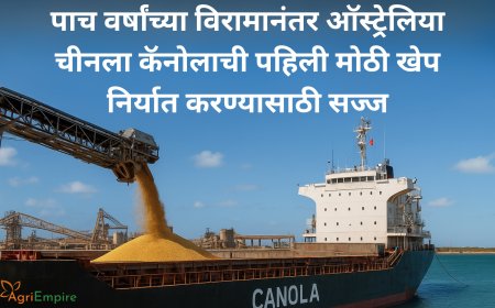 पाच वर्षांच्या विरामानंतर ऑस्ट्रेलिया चीनला कॅनोलाची पहिली मोठी खेप निर्यात करण्यासाठी सज्ज
