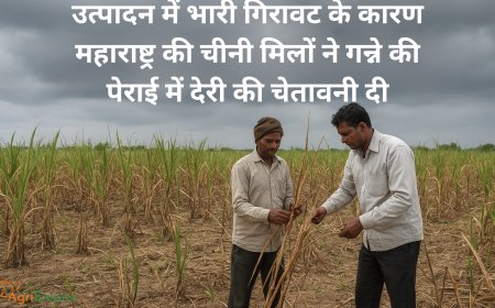 उत्पादन में भारी गिरावट के कारण महाराष्ट्र की चीनी मिलों ने गन्ने की पेराई में देरी की चेतावनी दी