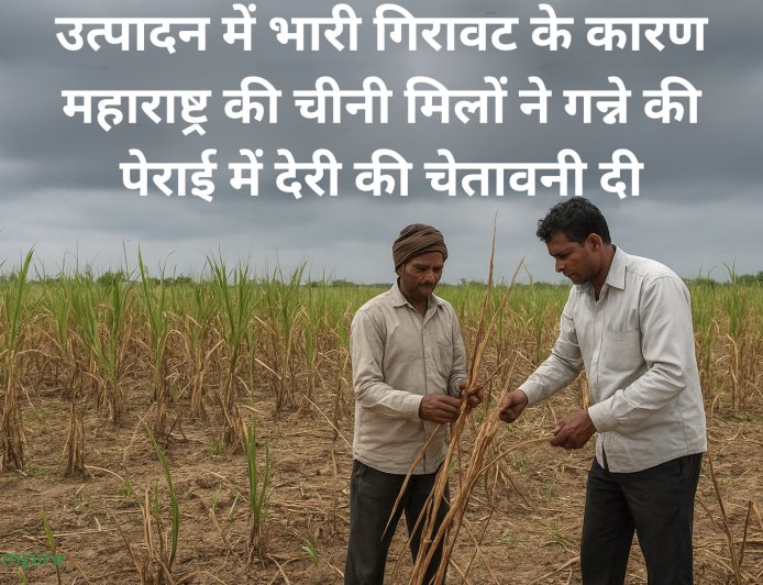 उत्पादन में भारी गिरावट के कारण महाराष्ट्र की चीनी मिलों ने गन्ने की पेराई में देरी की चेतावनी दी